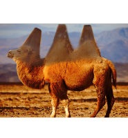 Toblerone camel