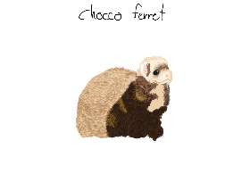Chocolate Ferret